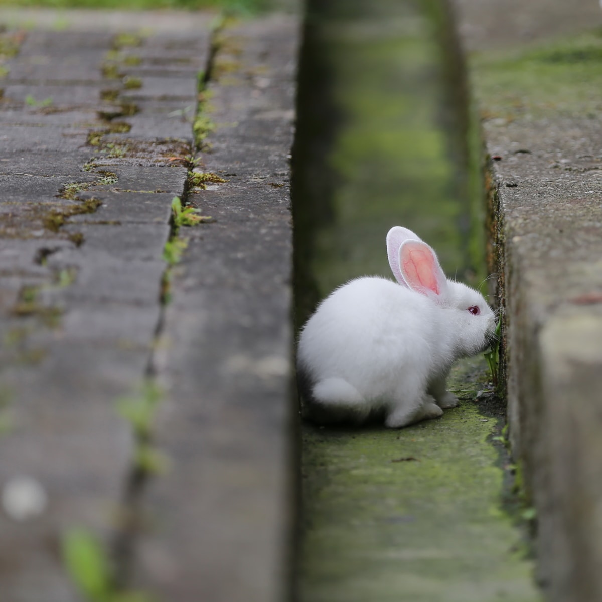 gonić króliczka — o nieskuteczności złych przepisów